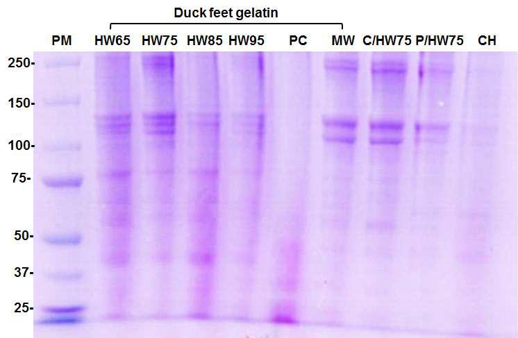 Sodium dodecyl sulfate-polyacrylamide gel electrophoresis (SDS-PAGE) photographs of gelatins obtained from various species and thermal methods.