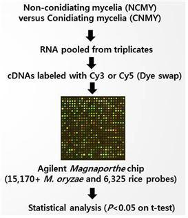 cDNA microarray를 통한 포자생성 과정에서의 유전자 발현 연구.