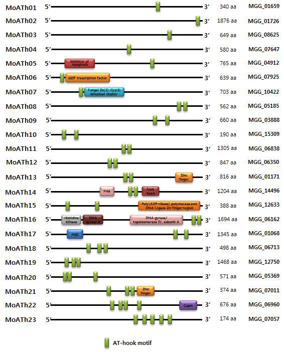 벼도열병균의 AT-hook motif를 갖는 유전자(MoATH)의 도메인 구조.