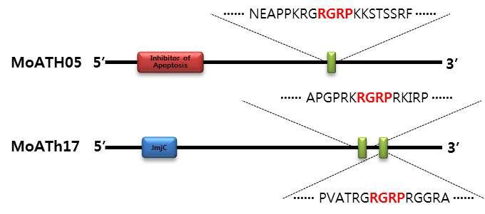 MoATH의 AT-hook motif에 존재하는 특이적인 보전 아미노산 염기서열(RGRP).