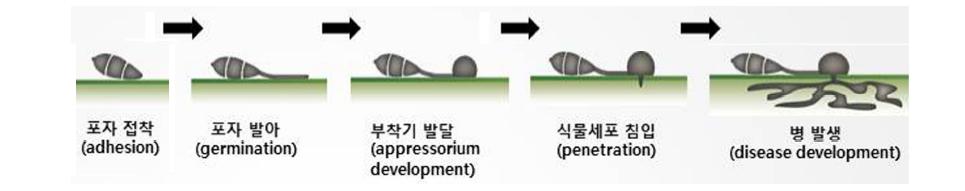 벼도열병균의 생활사.