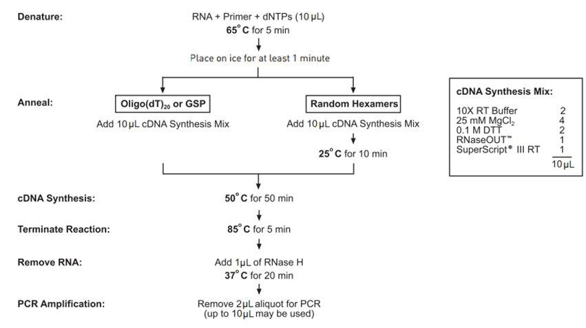 SuperScript® III First-Strand Synthesis System을 이용한 cDNA 합성.