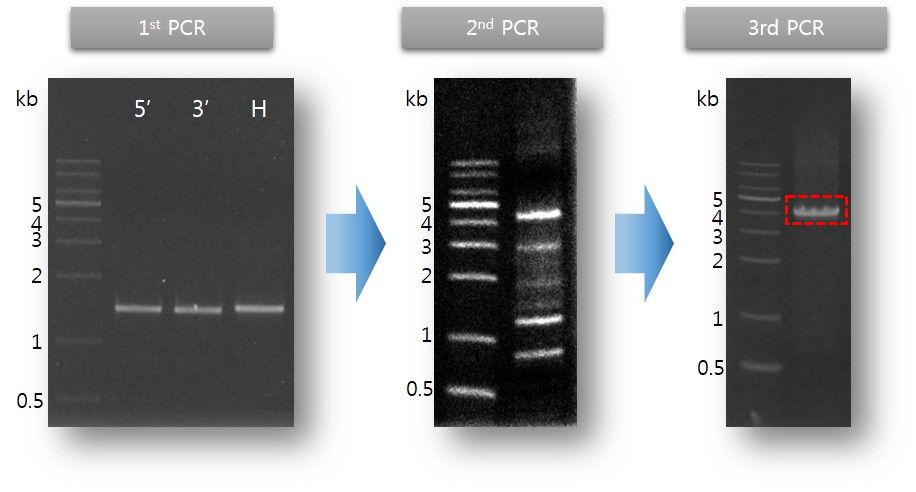 결실돌연변이체를 생성하기 위한 construct 제작을 위한 PCR과정.