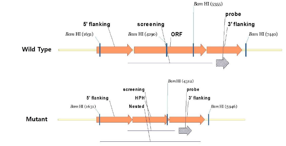 MoATh07 유전자의 wild-type과 mutant construct.