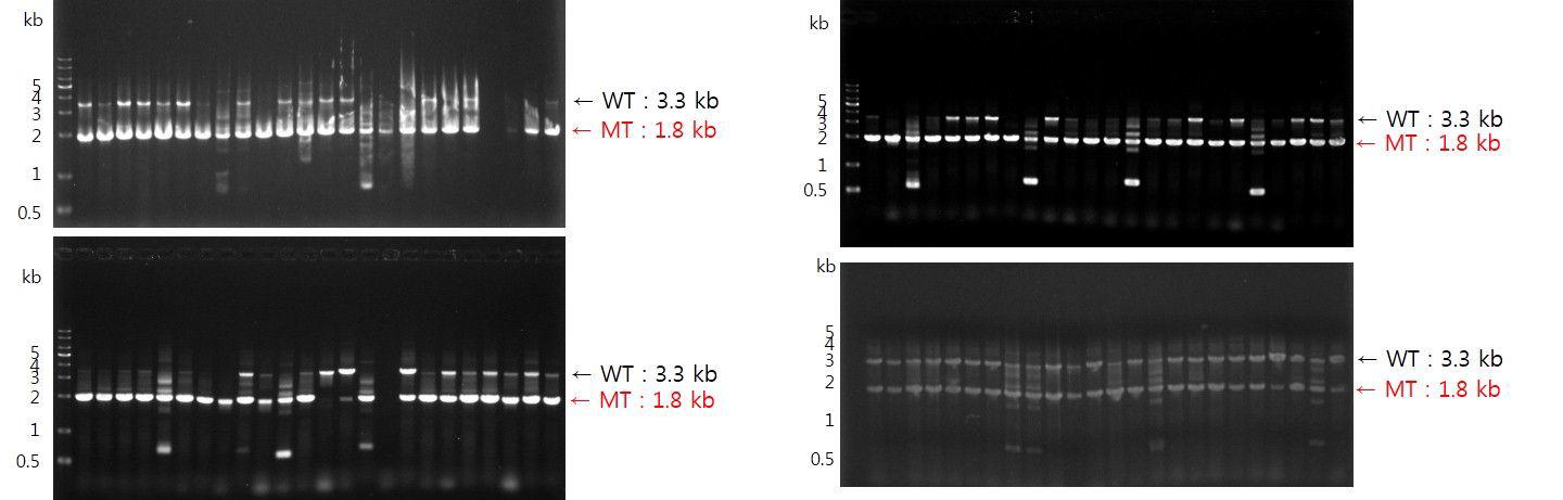 MoATh07 mutant candidate의 Multiplex PCR Screening.