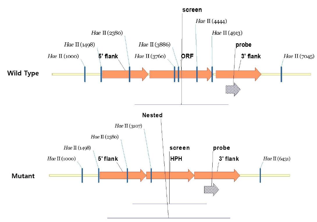 MoATh08 유전자의 wild-type과 mutant construct.