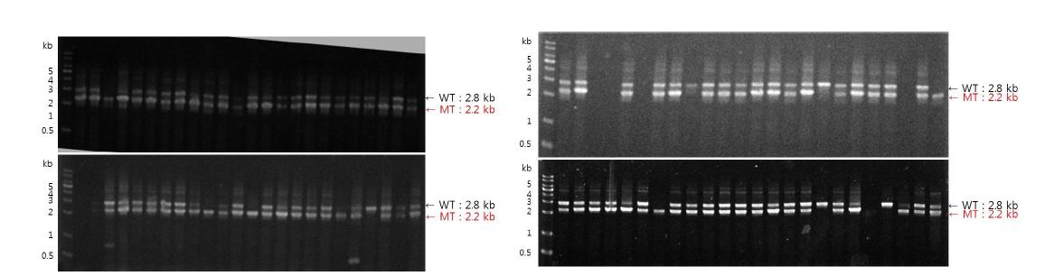 MoATh08 mutant candidate의 Multiplex PCR Screening.