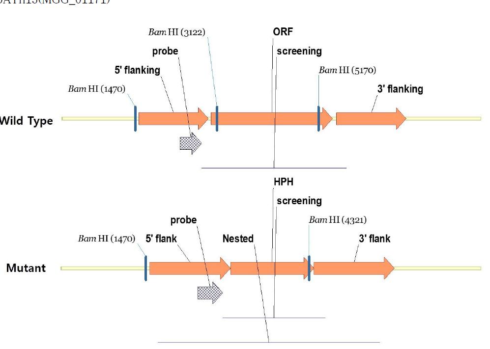 MoATh13 유전자의 wild-type과 mutant construct.