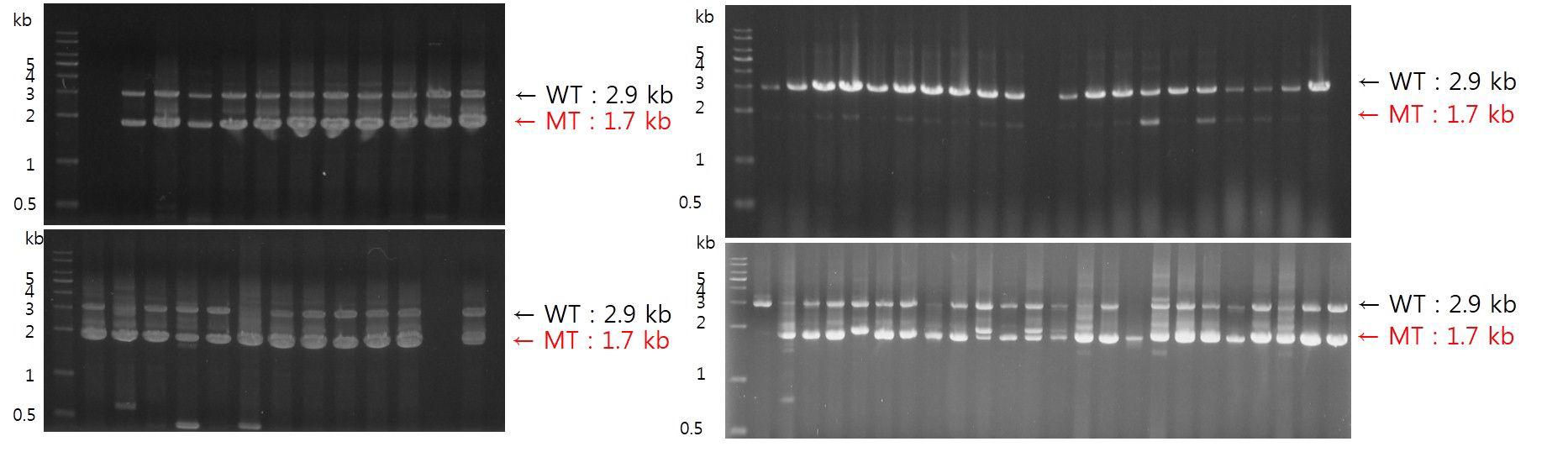 MoATh13 mutant candidate의 Multiplex PCR Screening.