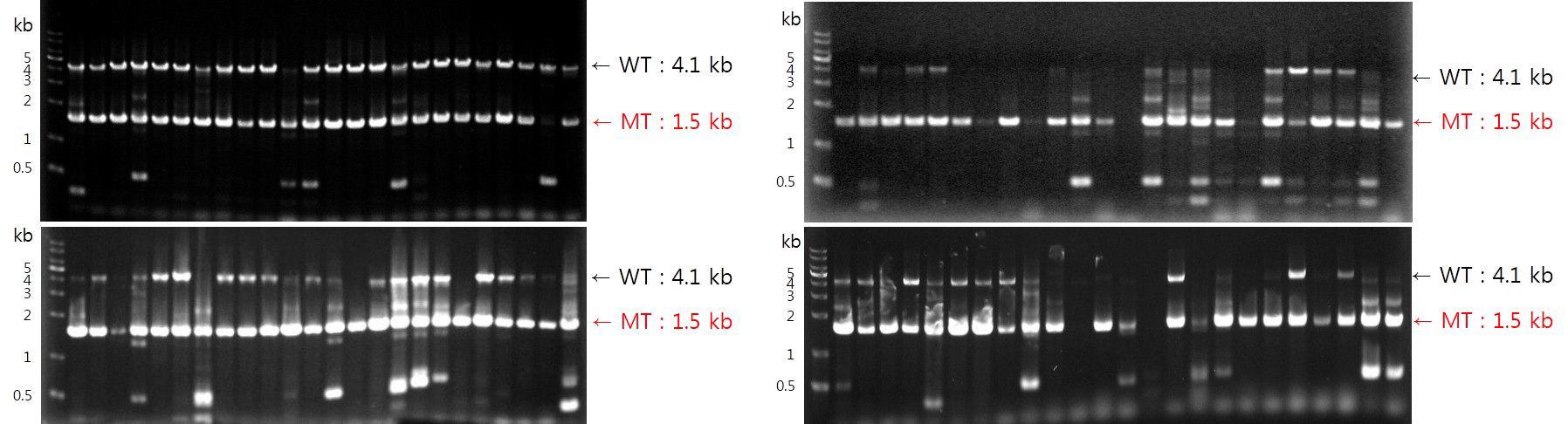 MoATh17 mutant candidate의 Multiplex PCR Screening.