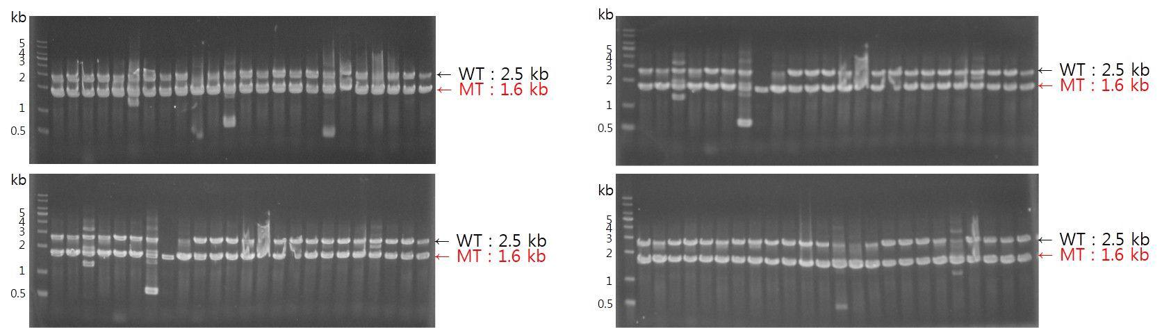 MoATh22 mutant candidate의 Multiplex PCR Screening.