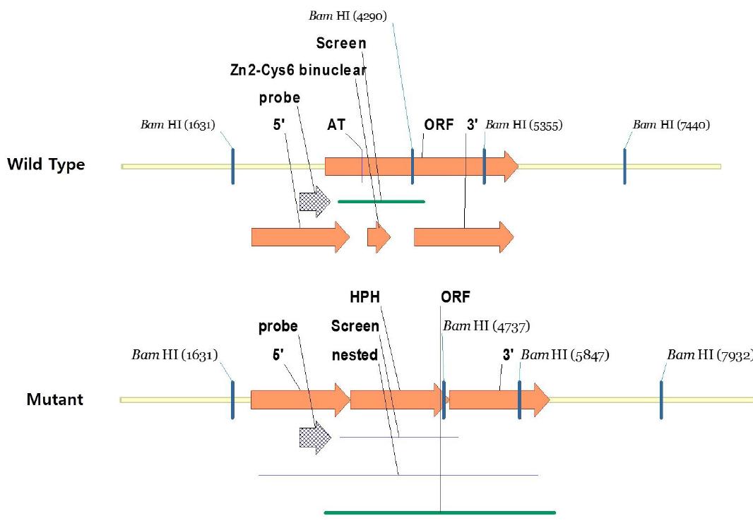 MoATh07 Domain deletion의 wild-type과 mutant construct.