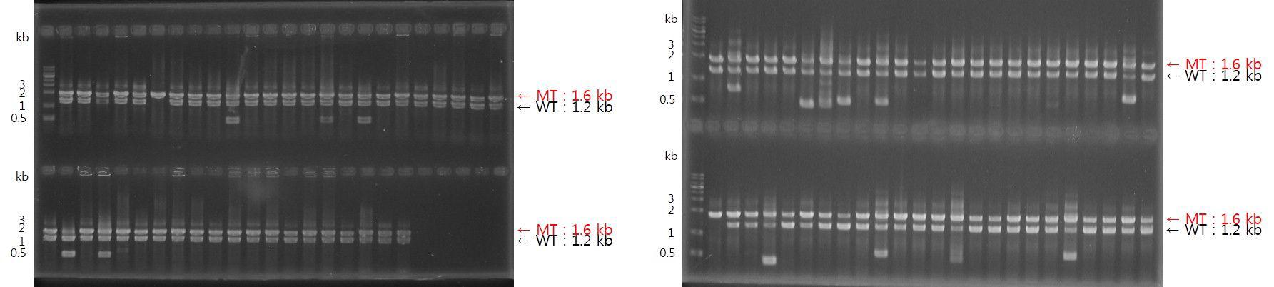 MoATh07 Domain deletion mutant candidate의 Multiplex PCR Screening.