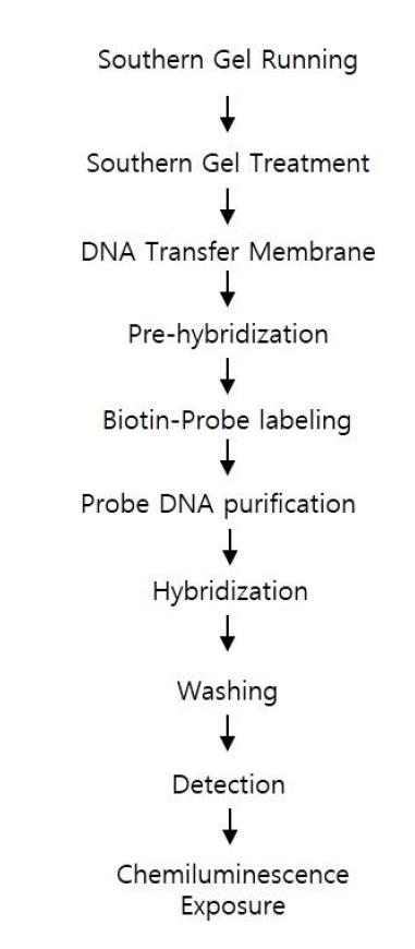 southern blotting 과정.