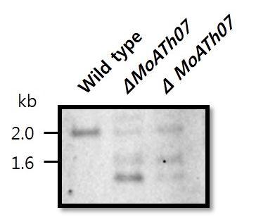 MoATh07 mutant candidate의 southern blot 결과.