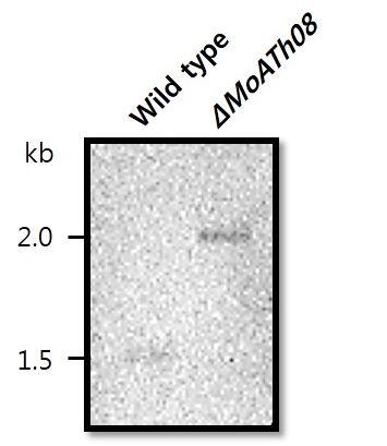 MoATh08 mutant candidate의 southern blot 결과.