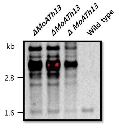 MoATh13 mutant candidate의 southern blot 결과.