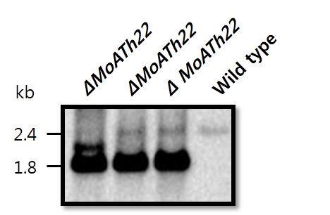 MoATh22 mutant candidate의 southern blot 결과.