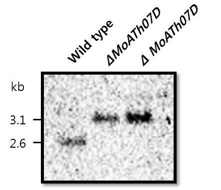 MoATh07 domain deletion mutant candidate의 southern blot 결과.