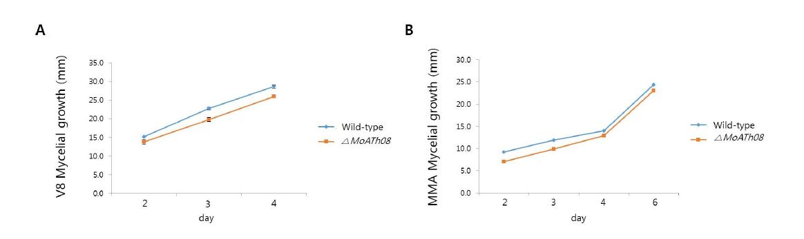 △MoATh08의 V8 agar 배지 및 MMA배지의 균사생장 비교.