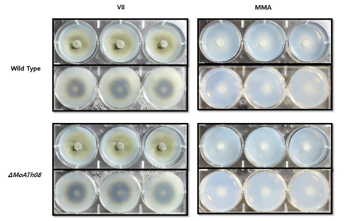 △MoATh08의 V8 agar 배지 및 MMA배지의 균사생장 및 Melanization 비교.
