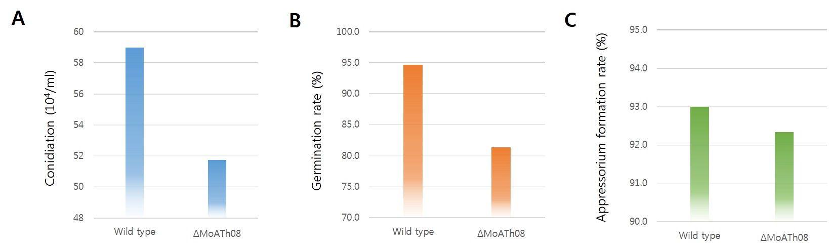 △MoATh08의 포자, 발아관, 부착기 형성 표현형 검정.