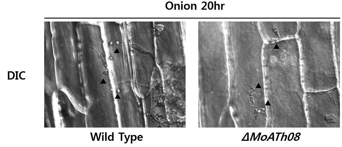 식물체 표면 위의 wild-type과 △MoATh08 포자의 DIC 현미경 사진.