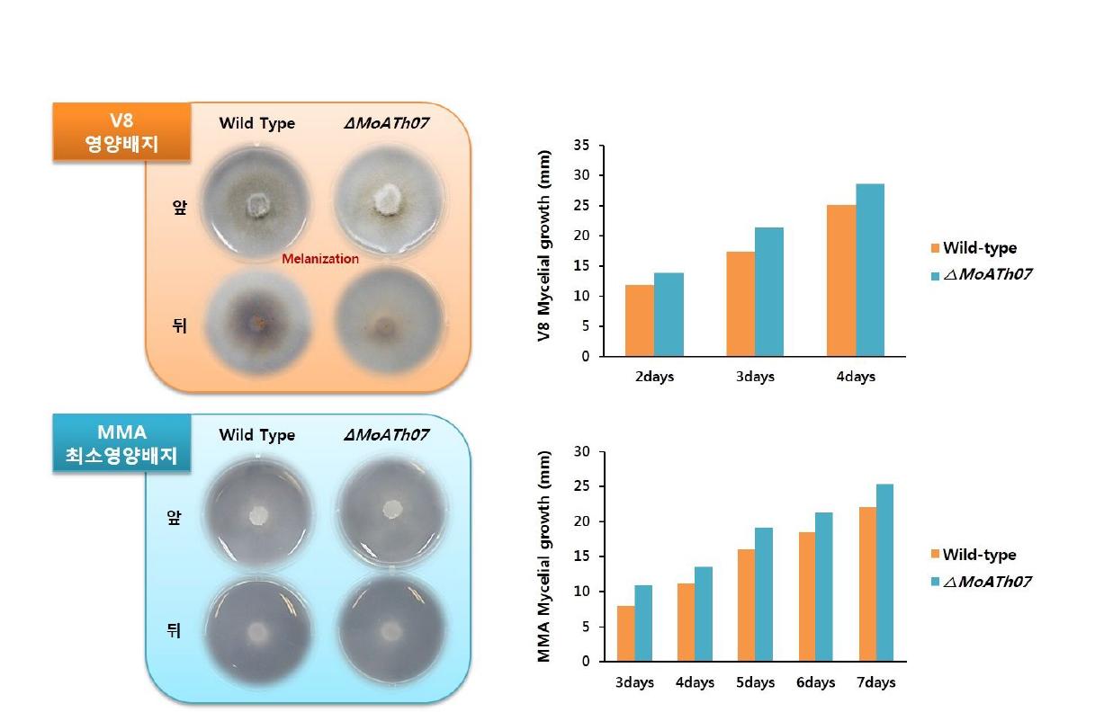 △MoATh07의 V8 agar 배지 및 MMA배지의 균사생장 및 Melanization 비교.