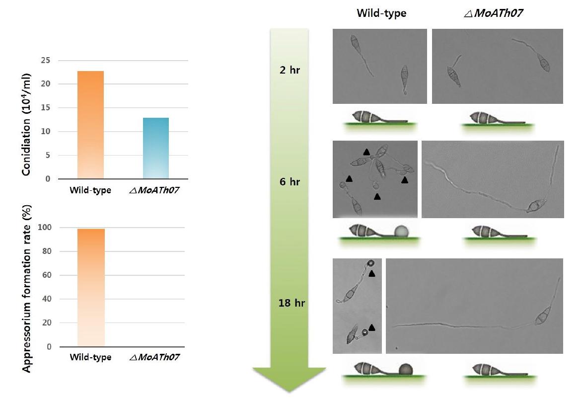 △MoATh07의 포자 및 부착기 형성 표현형 검정.