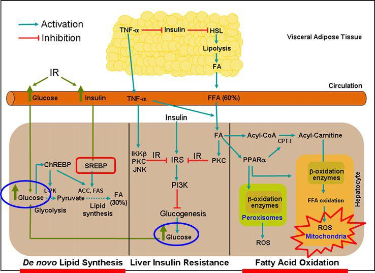 Development of hepatic steatosis