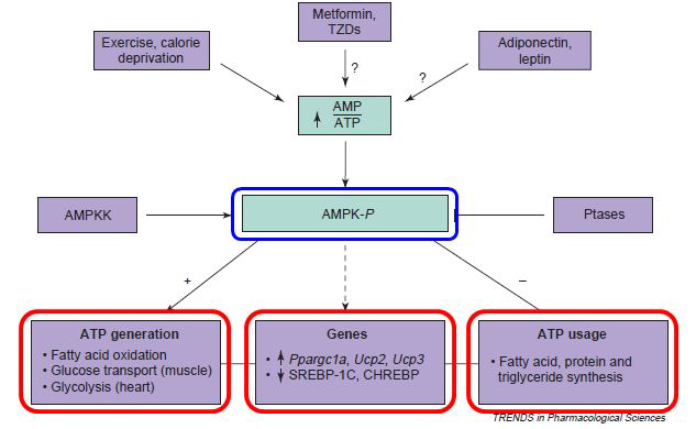 AMPK activation and cellular energy state