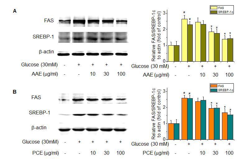 Inhibition ofhigh glucose-induced SREBP-1c and FAS expression by AAE (A) and PCE (B).