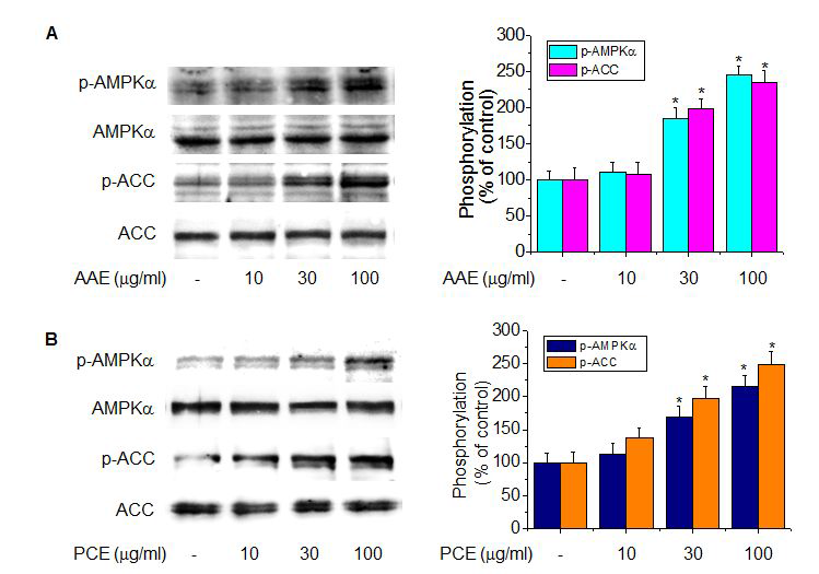 AAE (A)and PCE (B)activates the phosphorylation ofAMPKa and ACC.