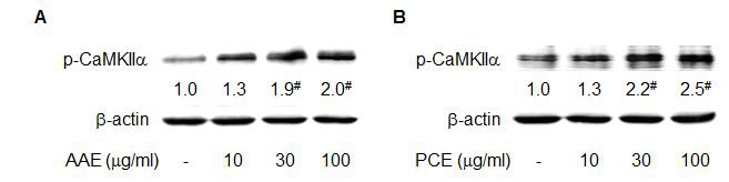 AAE (A)and PCE (B)activatestheupstream kinaseofAMPK,CaMKIIα, in HepG2 Cells.