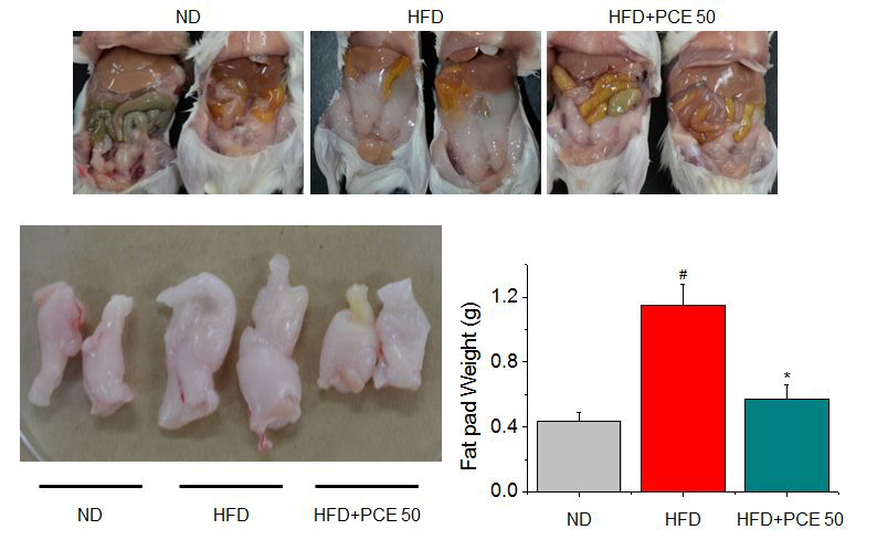 Effects of PCE on HFD-induced fat pad weight.