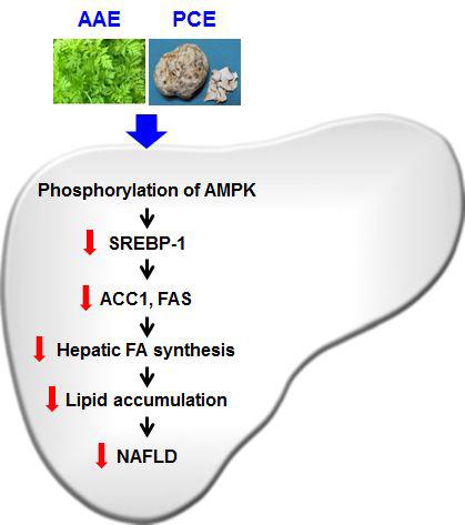 The schematic figure shows the protective effect of AAE and PCE on prevent non-alcoholic fatty liver disease (NAFLD) in ducedby HFD feedingin ICR mice and high glucose-induced HepG2 cells