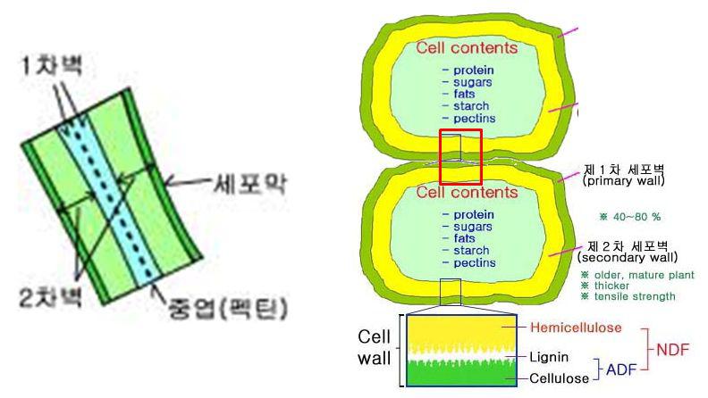 식물 세포벽 구조