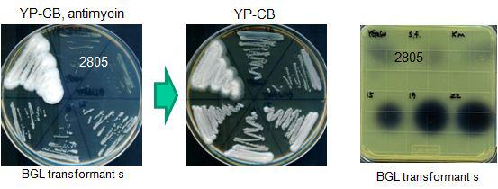 효모를 이용한 β-glucosidase유전자 활성 cloning및 β-glucosidase활성