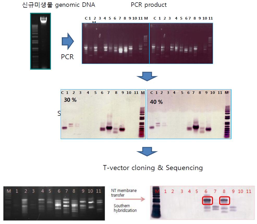 Degenerateprimer를 이용한 PCR 및 Southernhybridization
