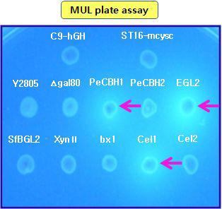 MUL을 이용한 재조합 효모 유래 셀룰라제의 효소 활성 분석