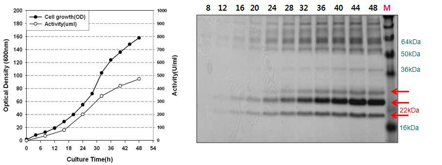 Xylanase생산 효모균주 Y2805-Tr-xynI의 유가식 발효배양 및 분비단백질 분석