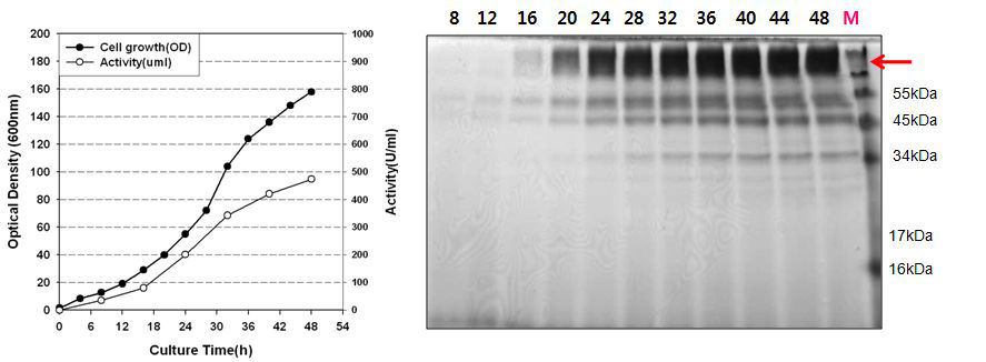 β-xylosidase생산 효모균주 Y2805-Tr-bxl의 유가식 발효배양 및 분비단백질 분석