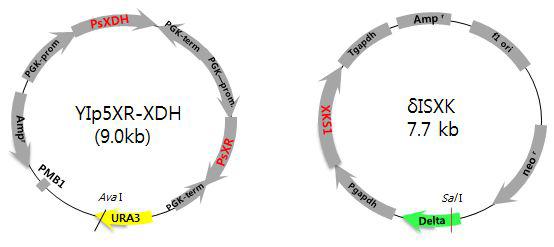XR,XDH 및 XK 유전자 도입을 위한 효모 integration벡터
