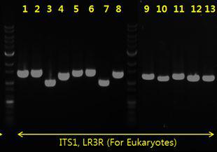 분리된 효모들의 ITS1,5.8SrRNA,ITS2,28SrRNA PCR사진