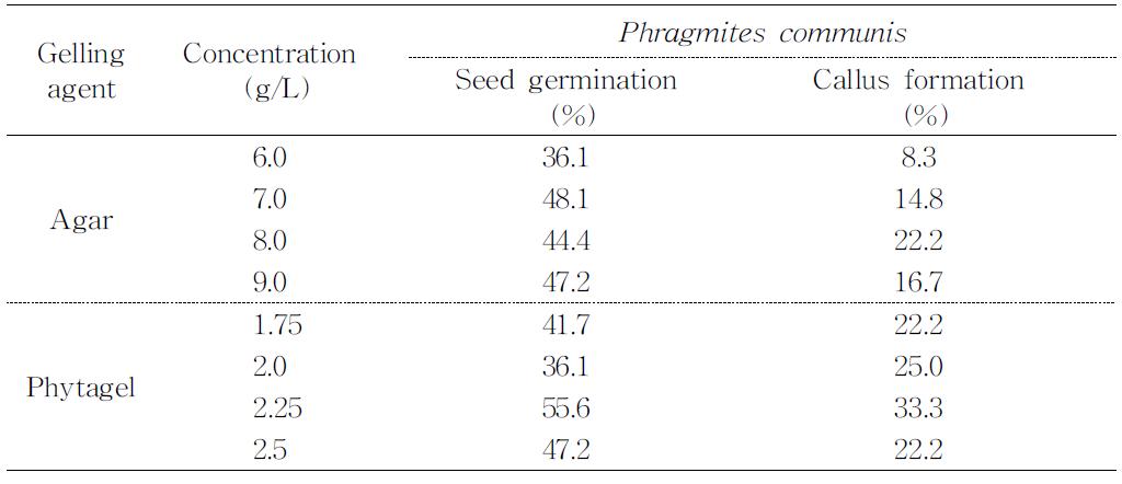 갈대 (Phragmitescommunis)성숙종자로부터 캘러스 유도에 미치는 배지고형제 종류와 농도의 효과