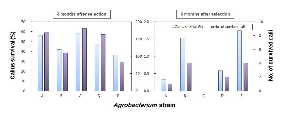 참억새 (Miscanthus sinensis)의 미성숙 화기 유래 캘러스를 이용한Agrobacterium 매개 형질전환 효율에 미치는 Agrobacterium strain의 영향 (A:LBA4404,B:EHA105,C:GV3101,D:pCAMBIA1301,E:pCAMBIA1302)