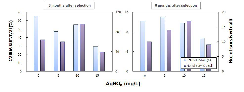 참억새(Miscanthussinensis)의 미성숙 화기 유래 캘러스를 이용한 Agrobacterium매개 형질전환 효율에 미치는 AgNO3농도의 효과