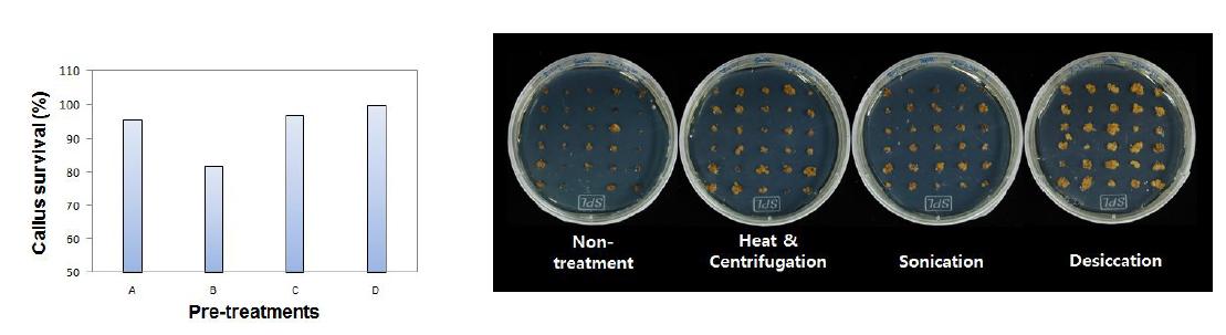갈대 (Phragmites communis)의 미성숙 화기 유래 캘러스를 이용한Agrobacterium 매개 형질전환 효율에 미치는 전처리 방법의 효과 (상:선발배지에서 캘러스 생존율, 하, 선발배지에서의 캘러스, A: 무처리, B: heat & centrifugation,C:sonication,D:desiccation)