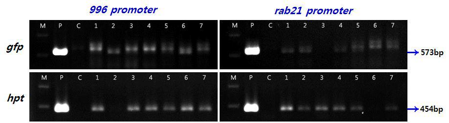 참억새 (Miscanthussinensis)의 건조스트레스 유도성 프로모터 도입 형질전환캘러스의 PCR 분석을 통한 유전자 도입 확인 (M:1kbDNA marker,P:plasmidpHC10,C:non-transgeniccontrol)