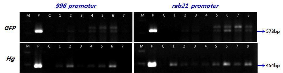 갈대 (Phragmitescommunis)의 건조스트레스 유도성 프로모터 도입 형질전환캘러스의 PCR 분석을 통한 유전자 도입 확인 (M:1kbDNA marker,P:plasmidpHC10,C:non-transgeniccontrol